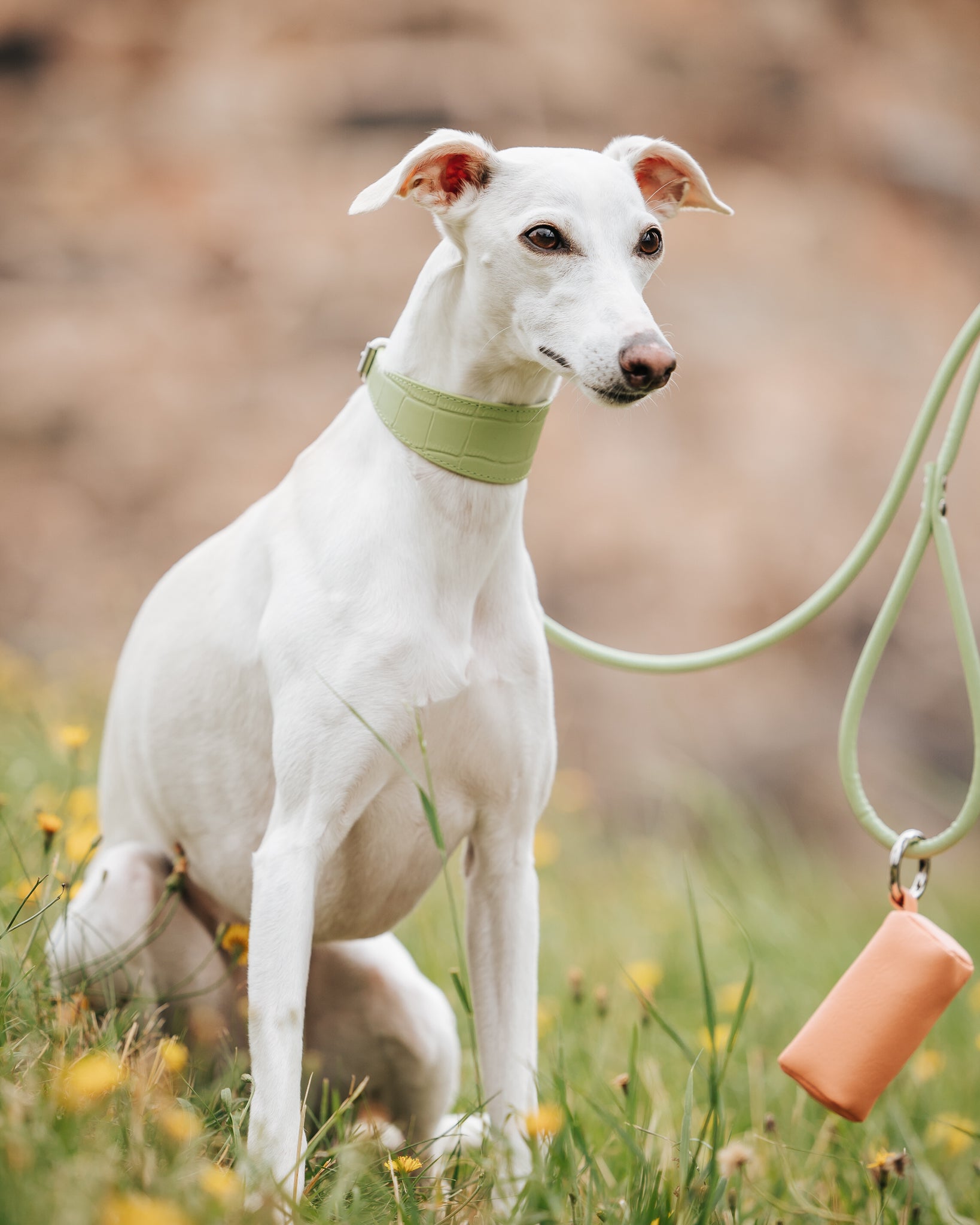Guinzaglio Pastello Verde per Cani