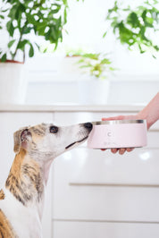 Ciotola per Cani Rosa Chiaro
