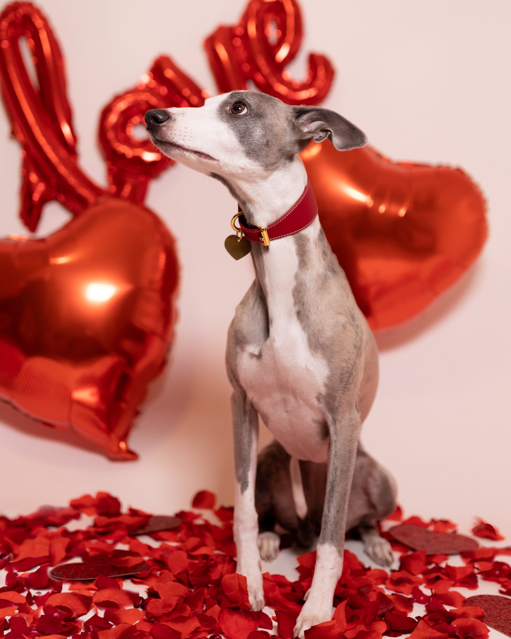 Collare Rosso per Cani Largo
