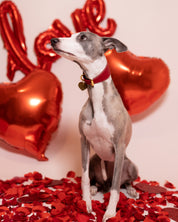 Collare Rosso per Cani Largo