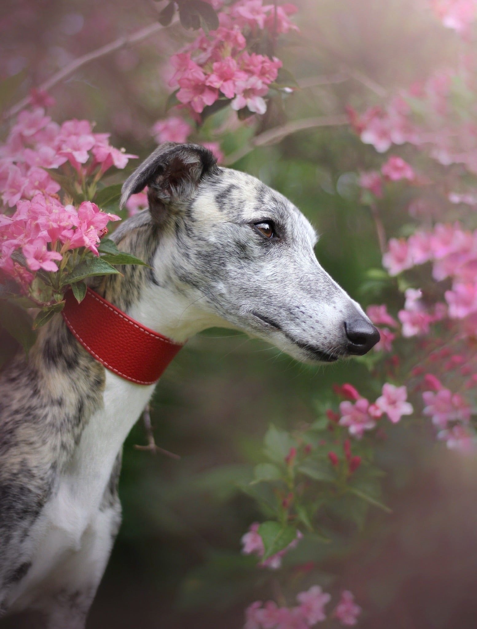 Collare Rosso per Cani Largo