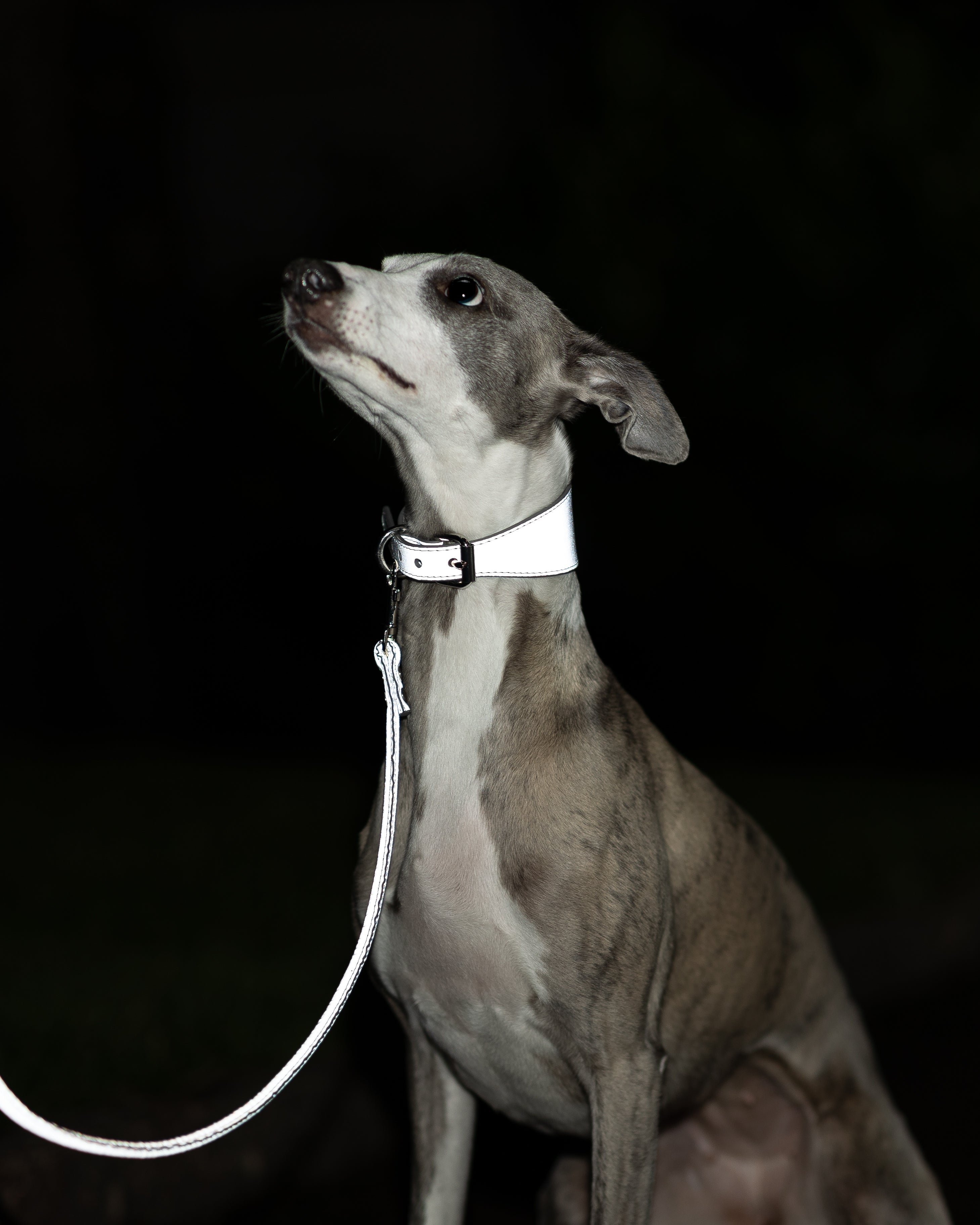 Collare Riflettente Largo Argento per Cani