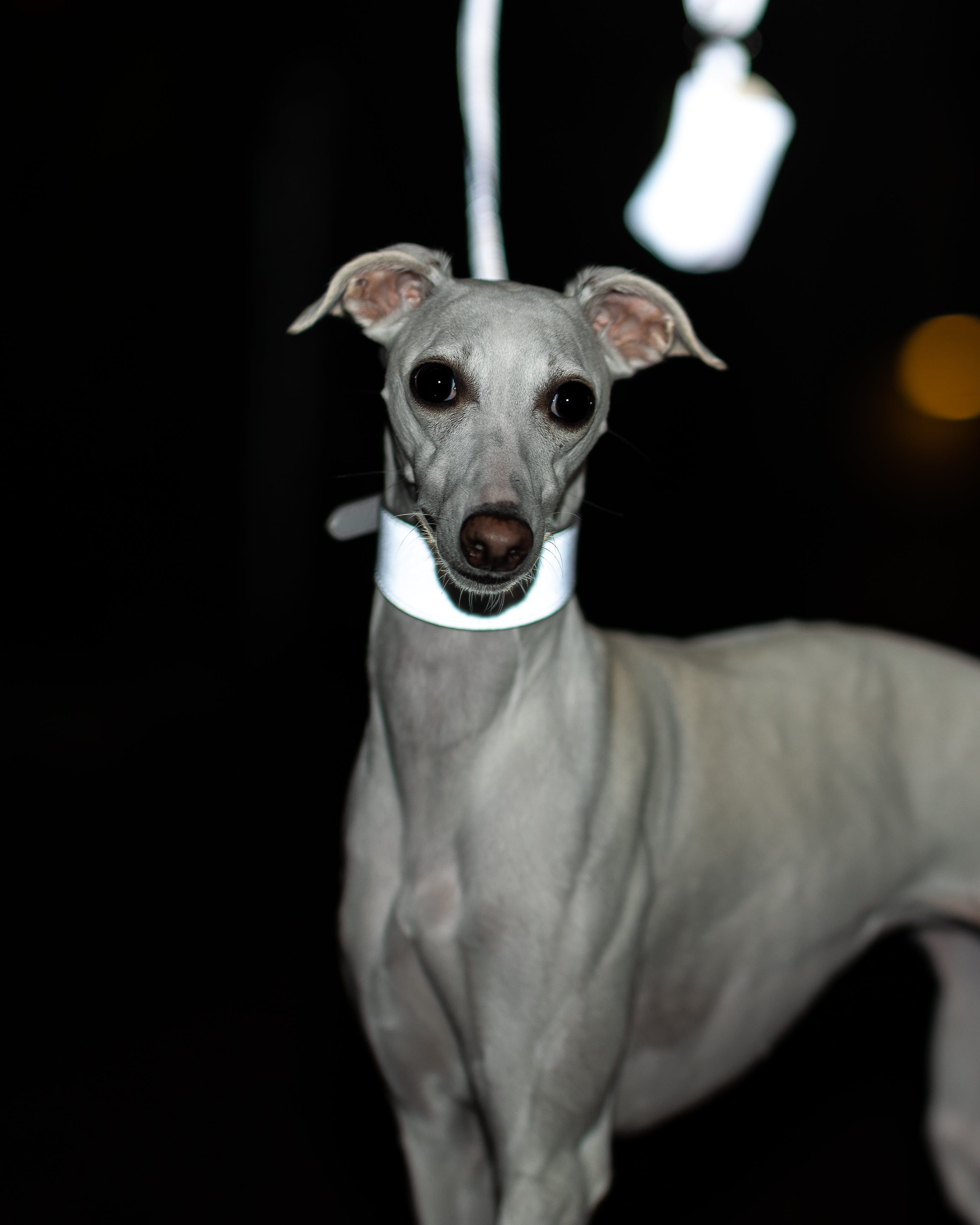 Guinzaglio Riflettente Argento per Cani