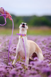 Guinzaglio per Cani Viola