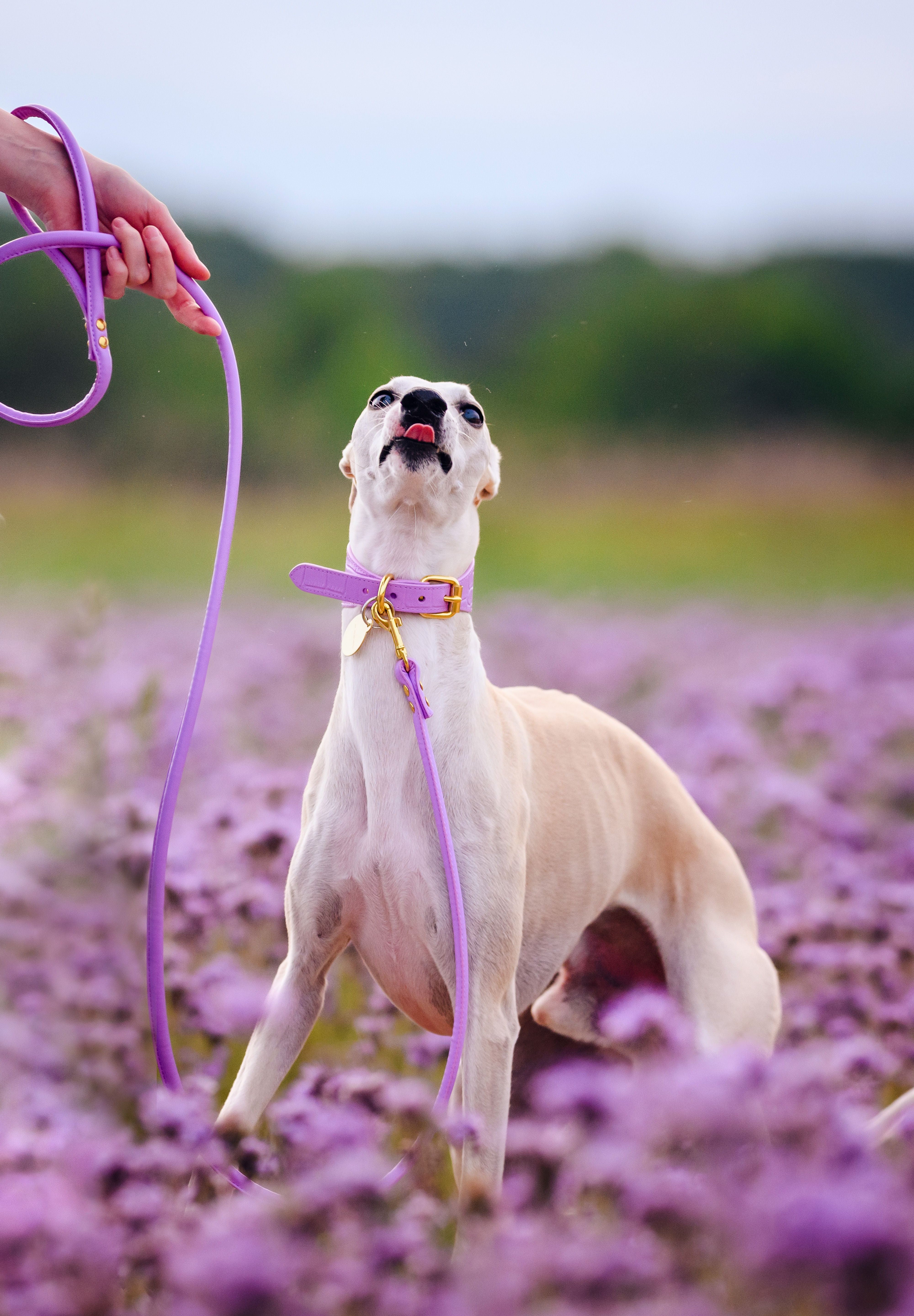 Guinzaglio per Cani Viola