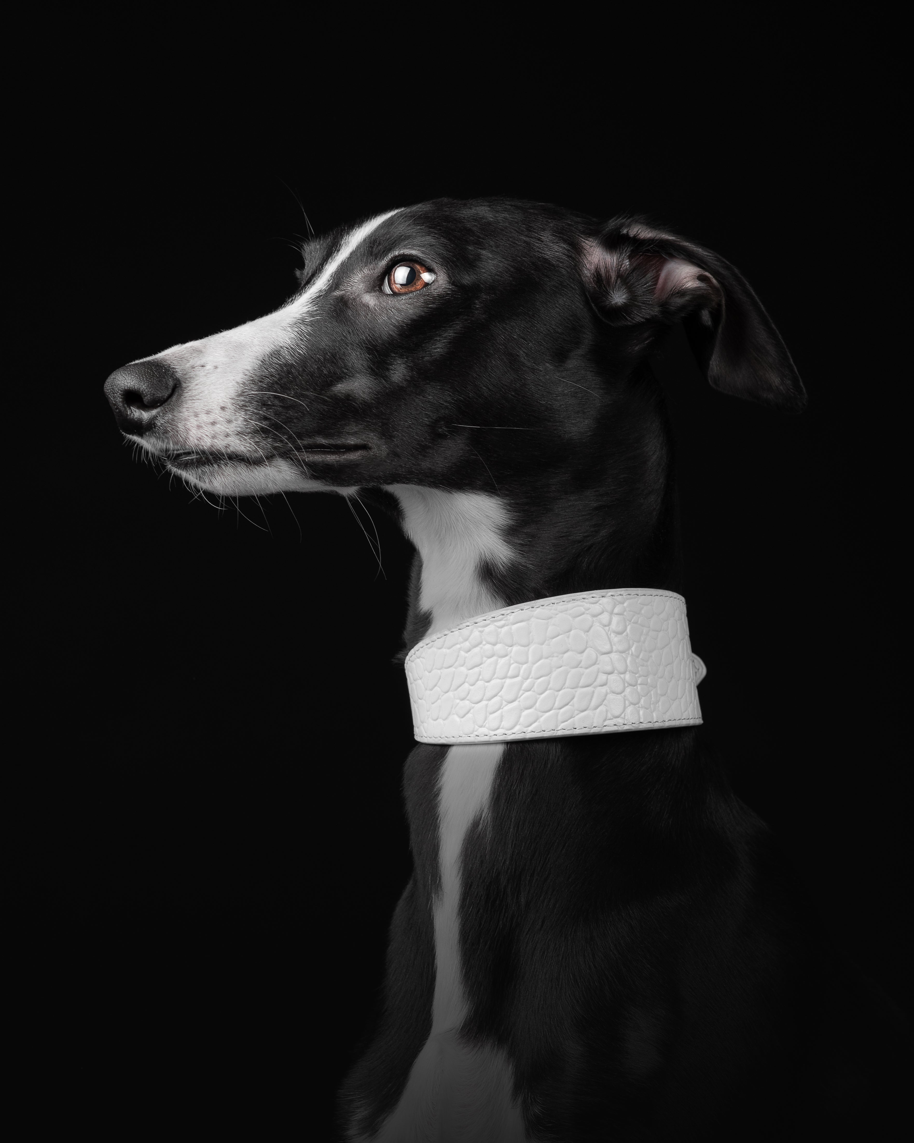 Collare per Cani Larghe Bianco Croco