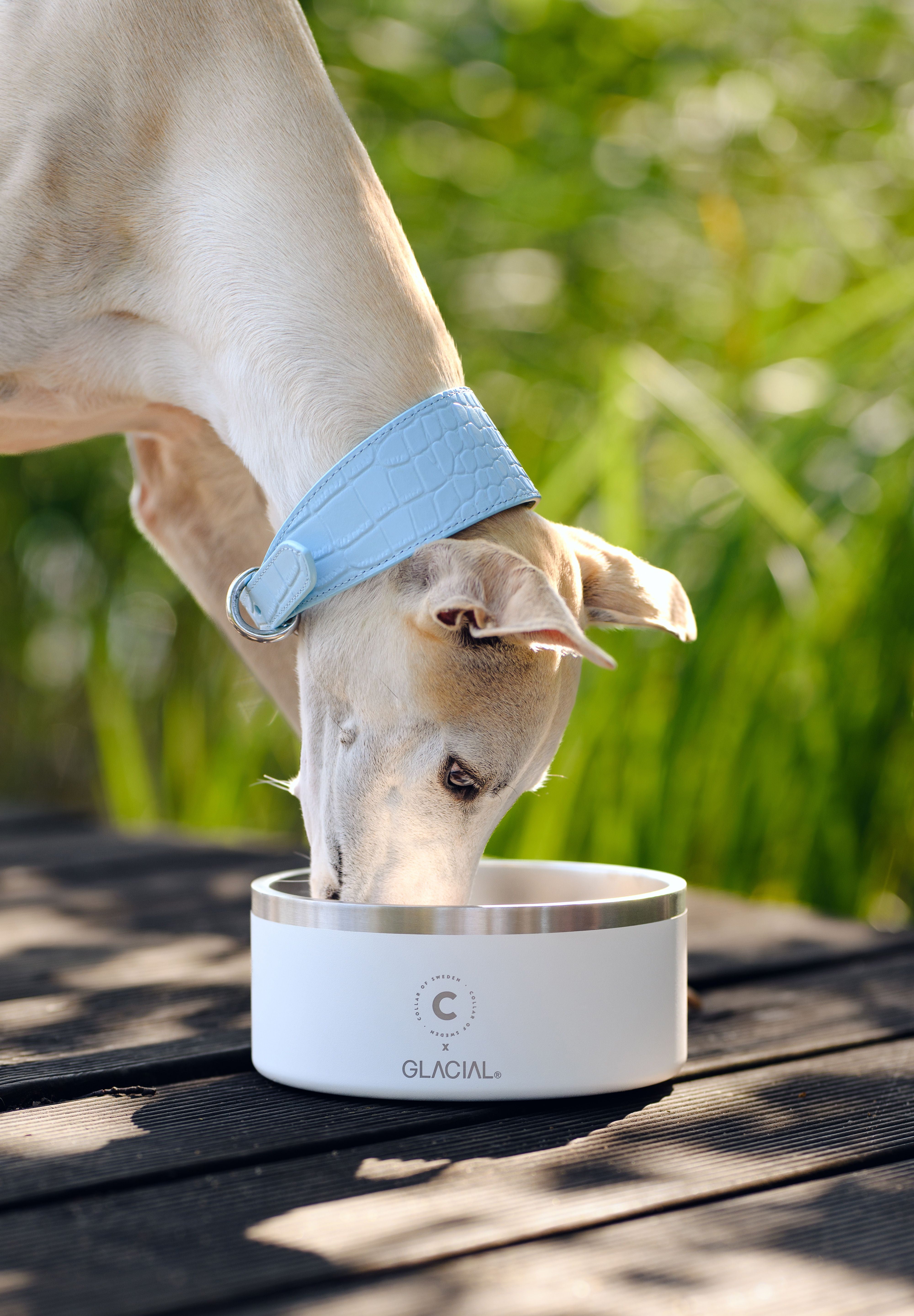 Ciotola per Cani Bianca