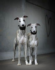 Collare largo per cani nero