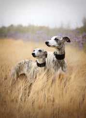 Collare largo per cani nero