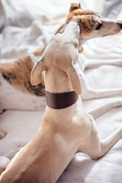 Collare per Cani Largo Coffee Brown