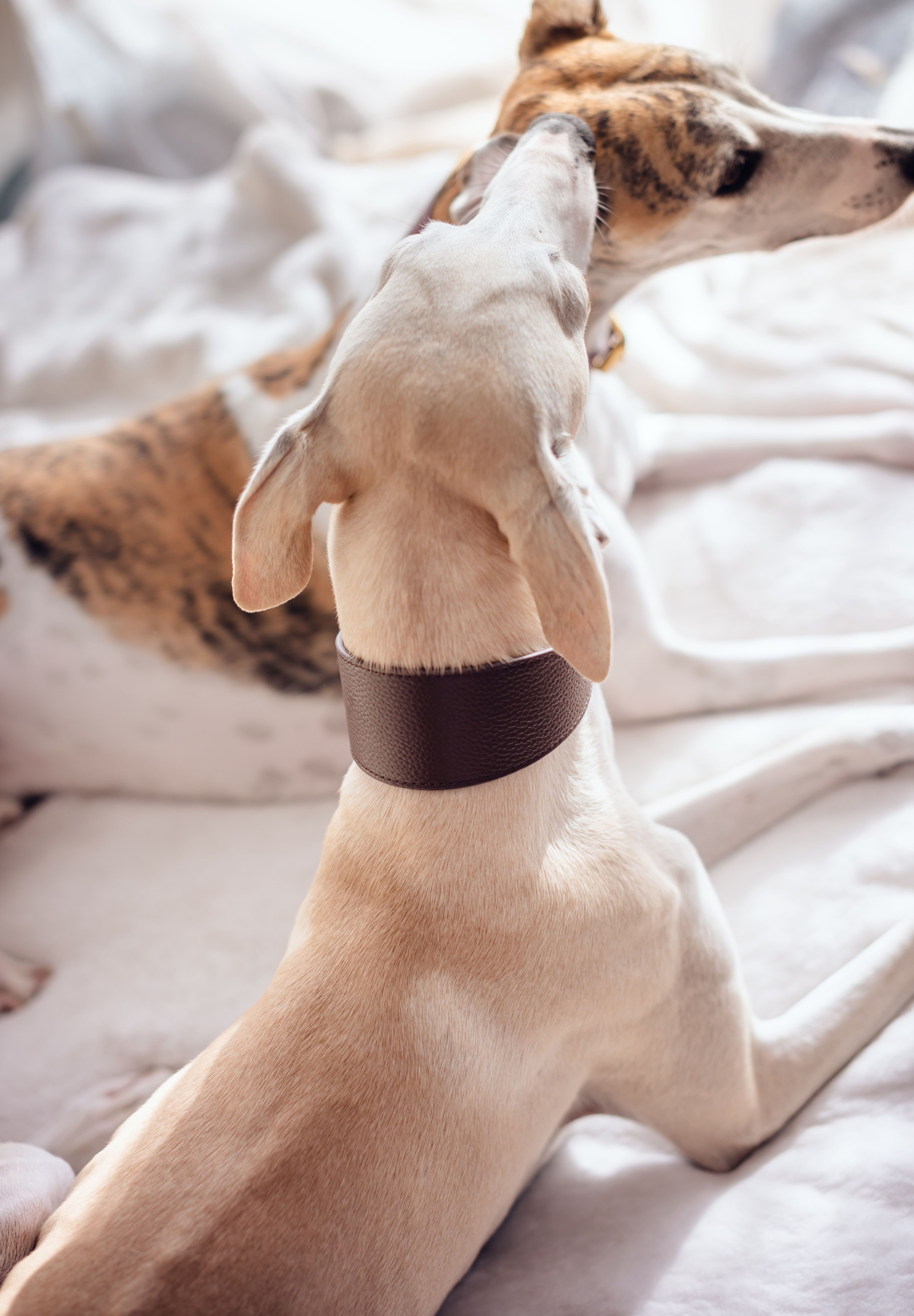 Collare per Cani Largo Coffee Brown