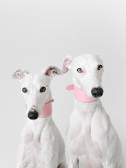 Collare per Cani Larghezza Rosa