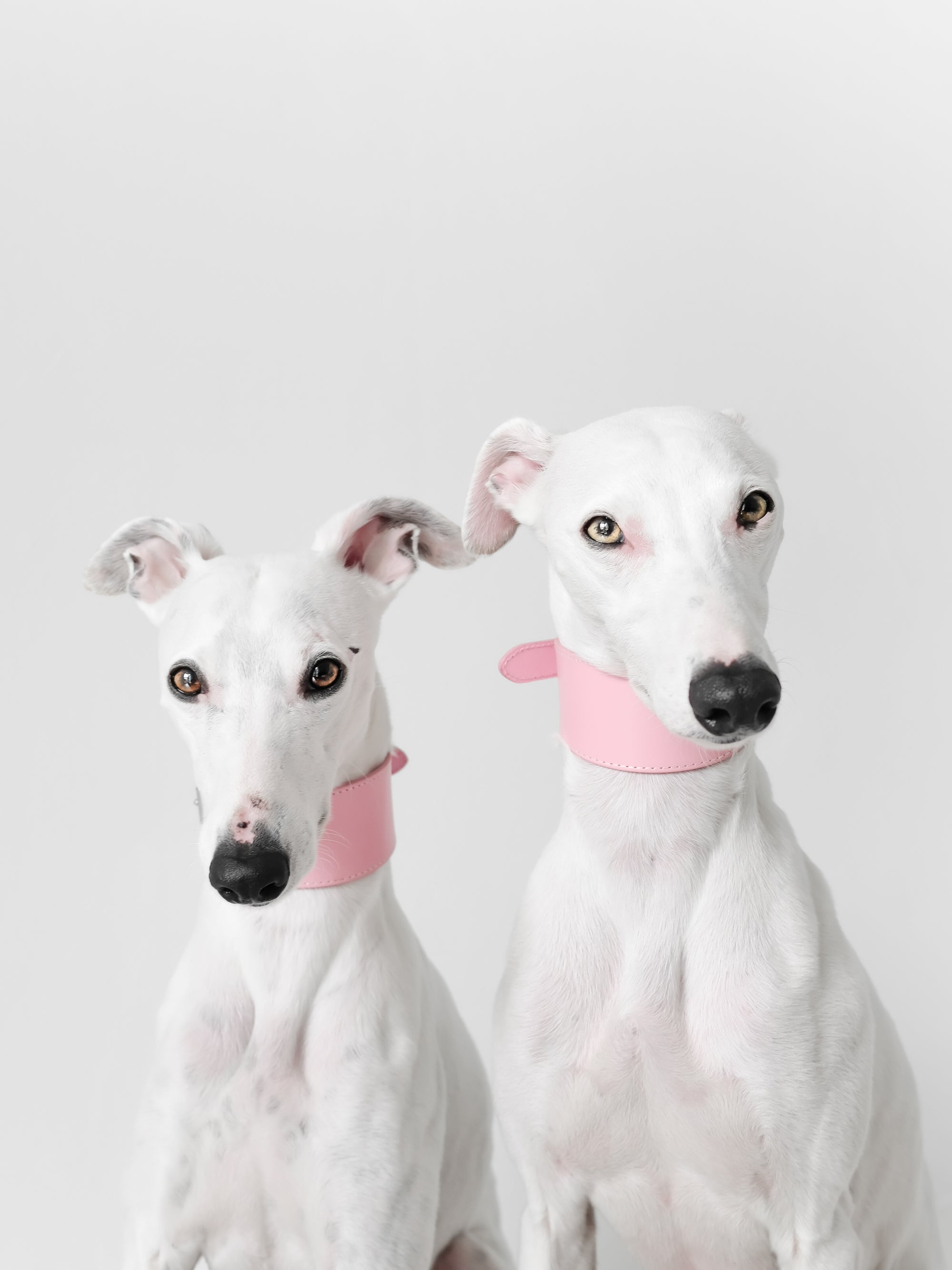 Collare per Cani Larghezza Rosa
