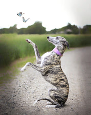 Collare per Cani Larghezza Croco Viola