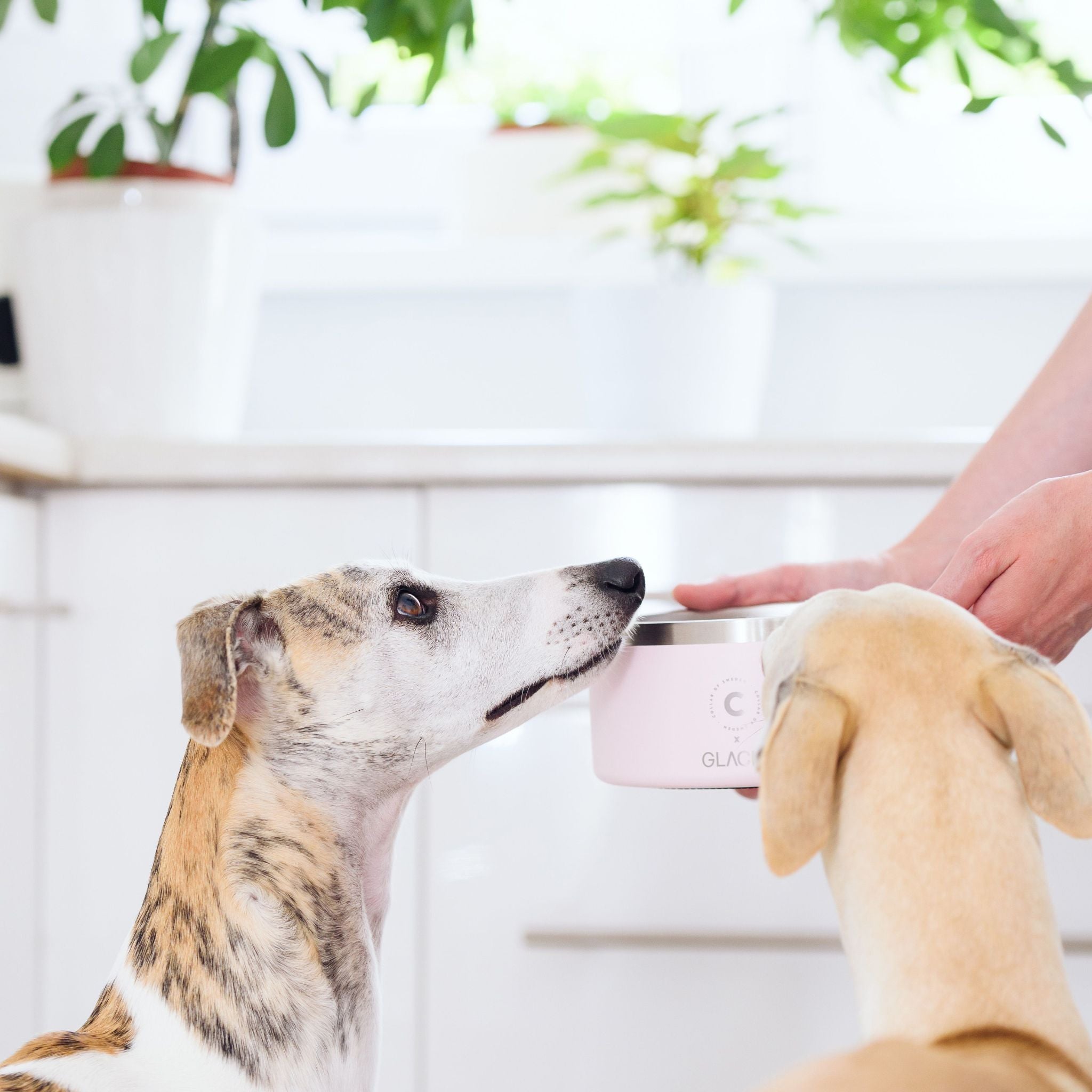 Ciotola per Cani Bianca