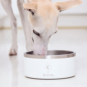 Ciotola per Cani Bianca