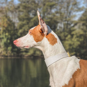 Collare Bianco per Cani Sottile