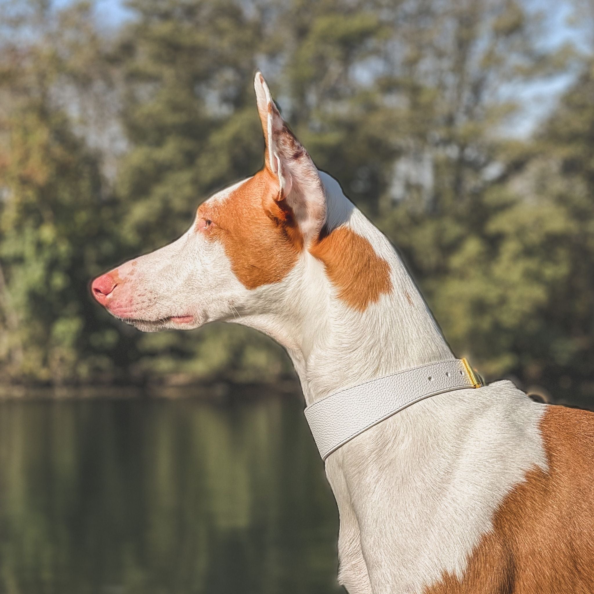 Collare Bianco per Cani Sottile