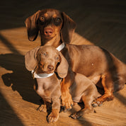 Collare Bianco per Cani Sottile