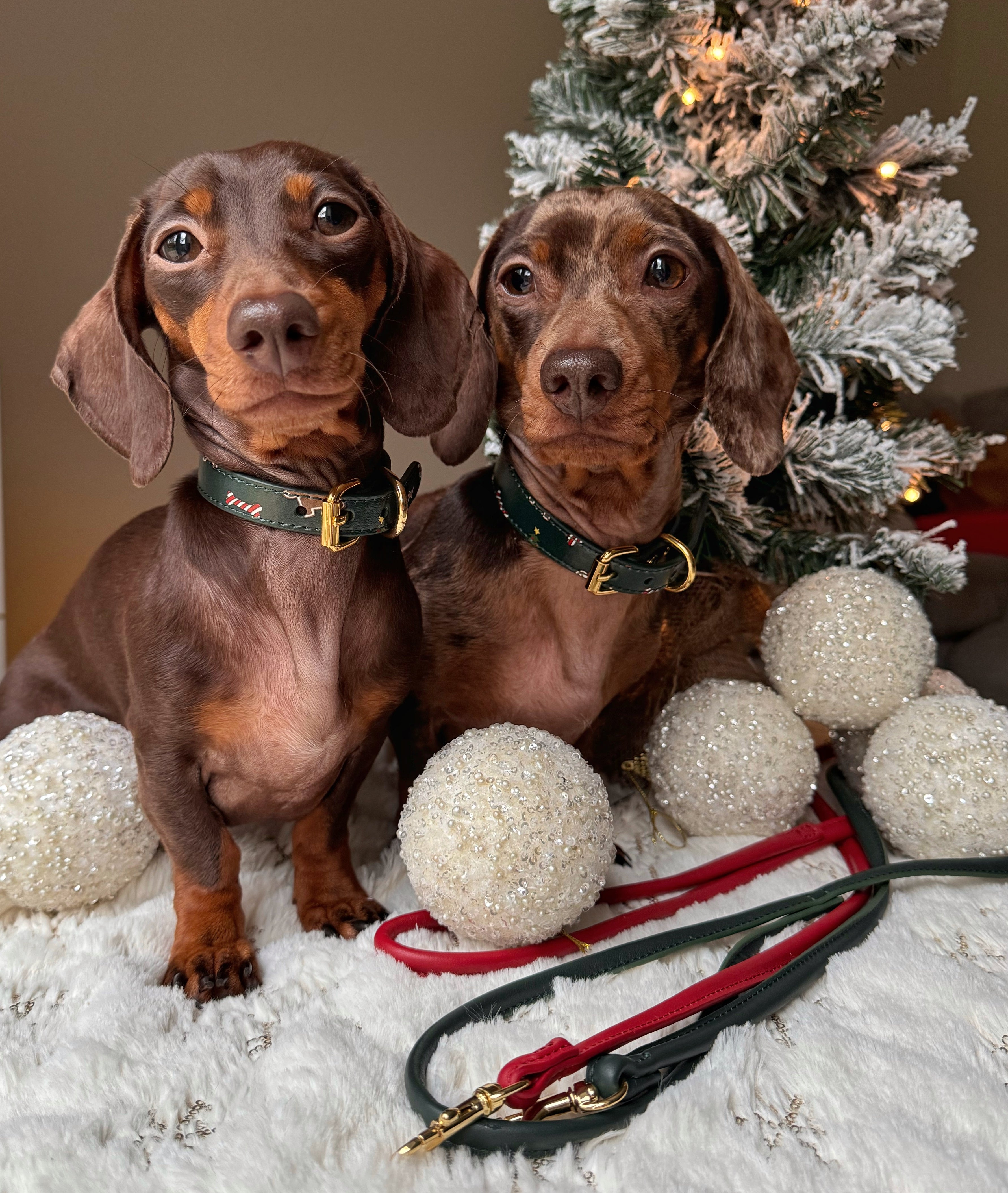 Collare di Natale per cani sottile