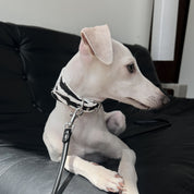 Collare per Cani Zebra Largo