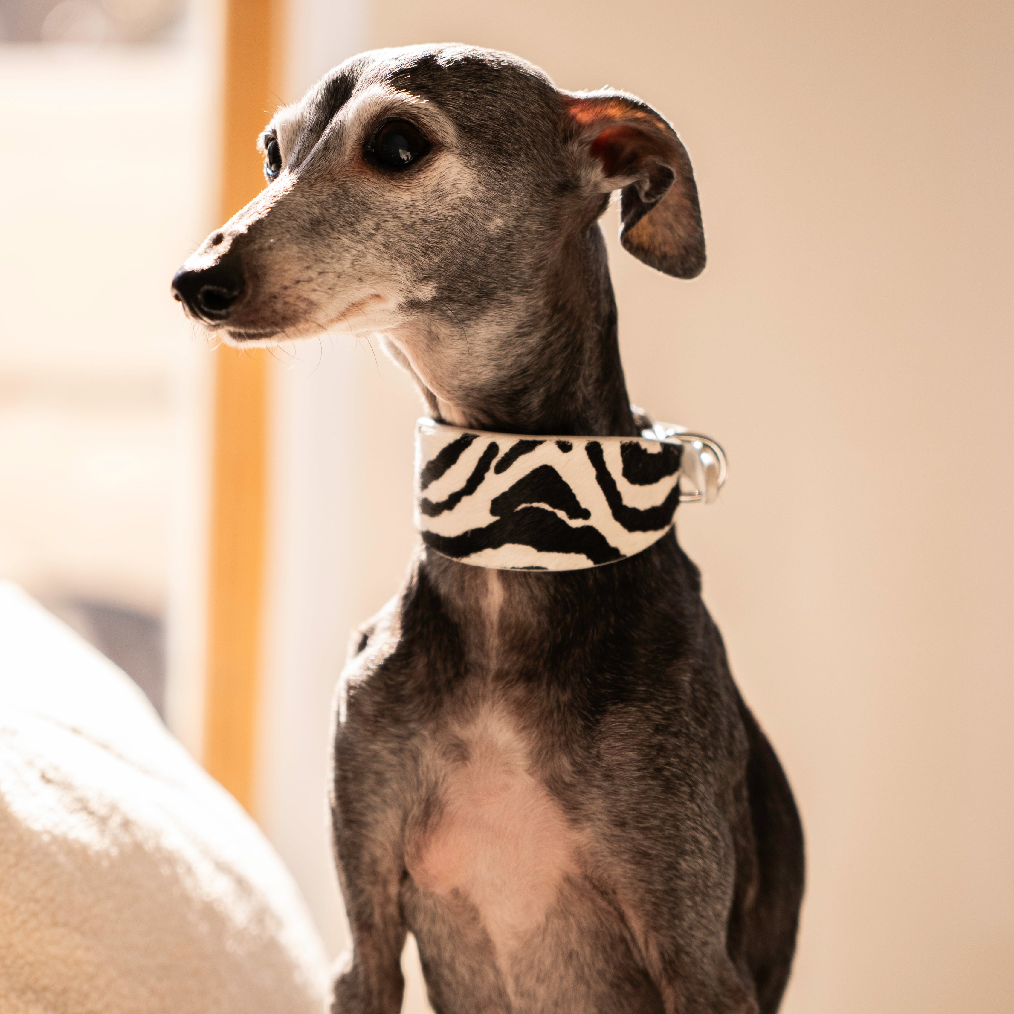 Collare per Cani Zebra Largo