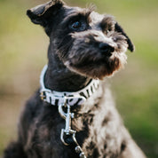 Collare per Cani Zebra Sottile