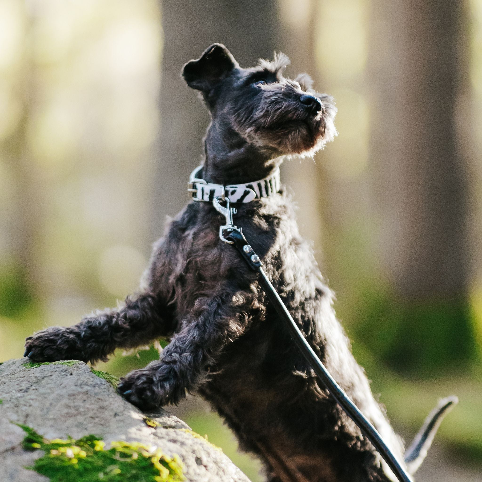 Collare per Cani Zebra Sottile