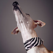 Collare per Cani Zebra Largo