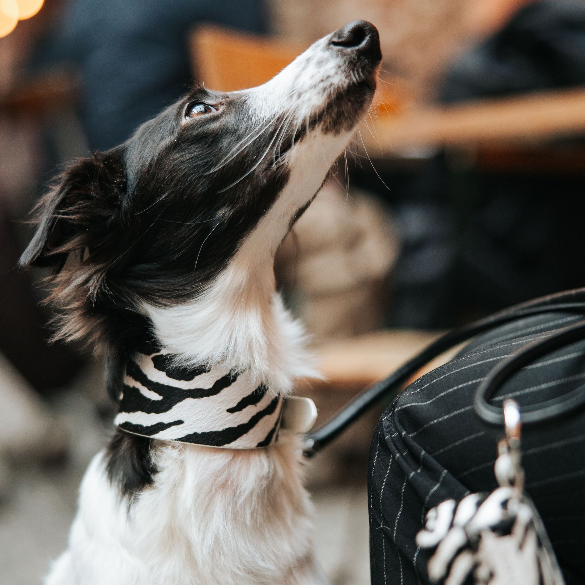 Collare per Cani Zebra Largo